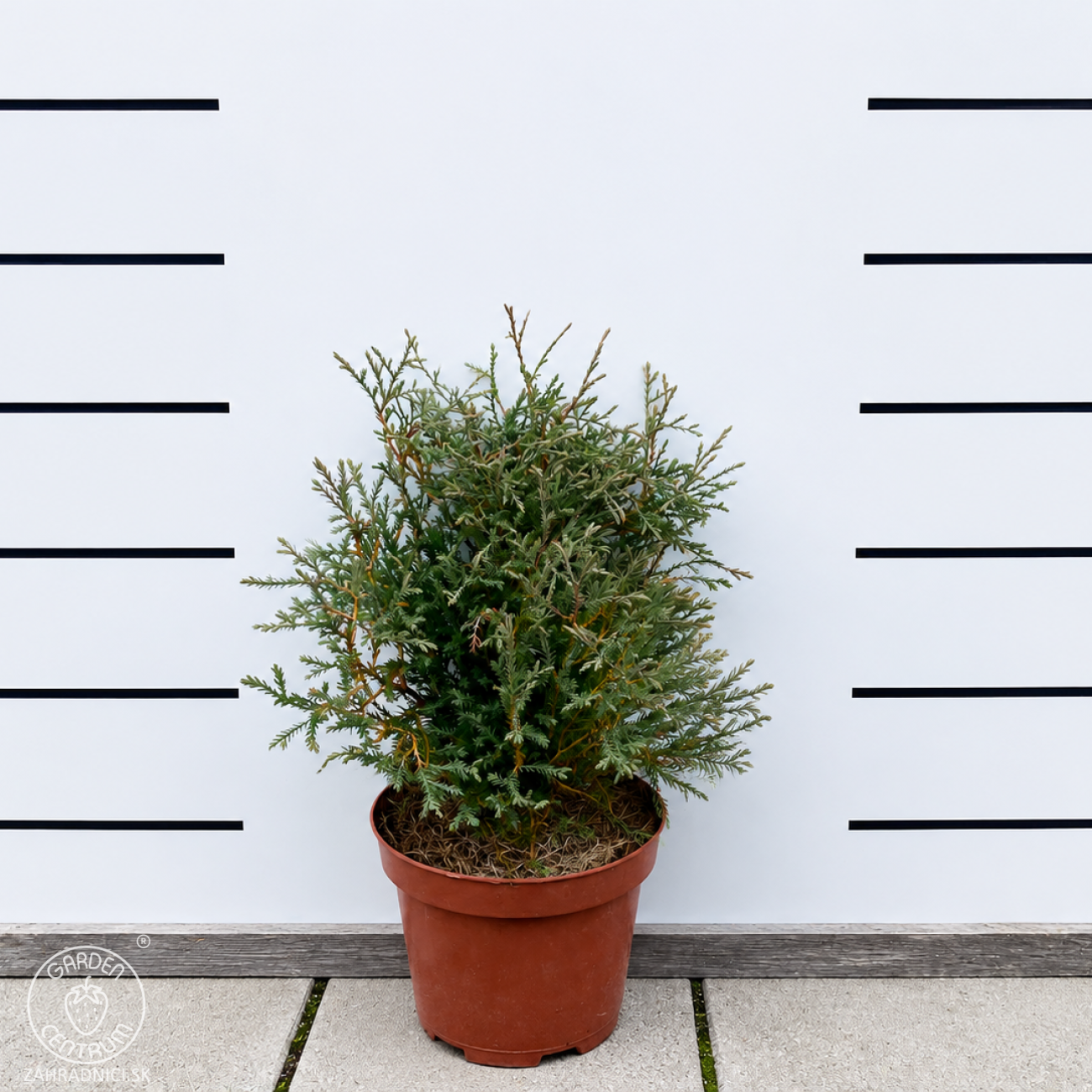Obrázok Tuja západná (Thuja occidentalis) ´MR . BOWLING BALL´ - výška 25-30 cm, kont. C3L